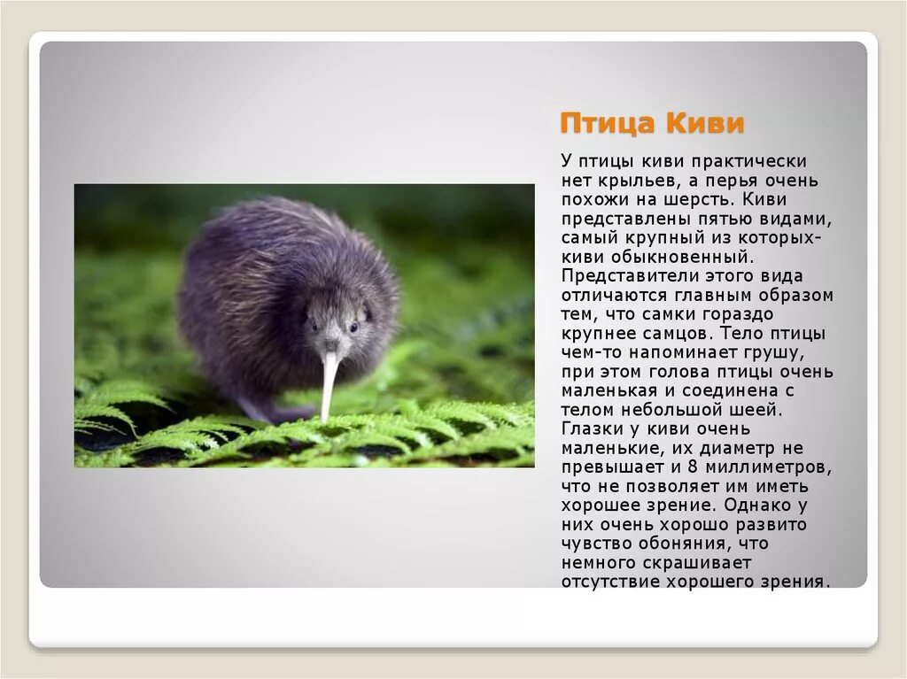 Презентация к проекту "Кто такие птицы?" - дошкольное образование, презентации