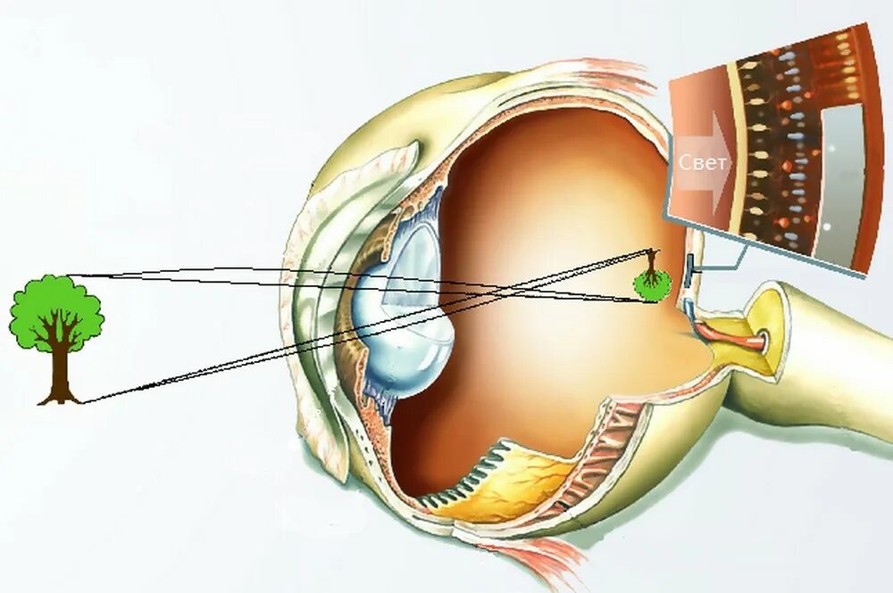 Рефракционный аппарат глаза. Преломление глаза. Преломление света в глазу. Преломляющий аппарат глаза.