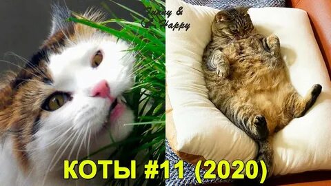 Коты приколы новое