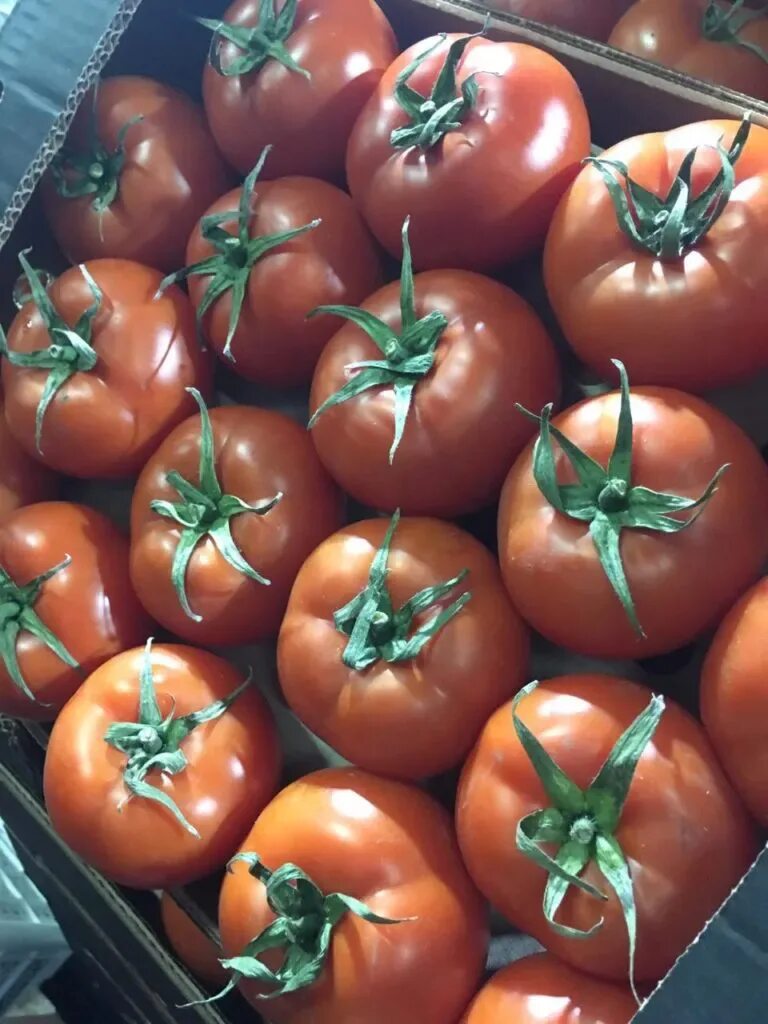 Наргиз продает помидоры. Томат кубанские сливы. Томат розовый парадайс фуджи. Продаются помидоры домашние. Херсонские помидоры.