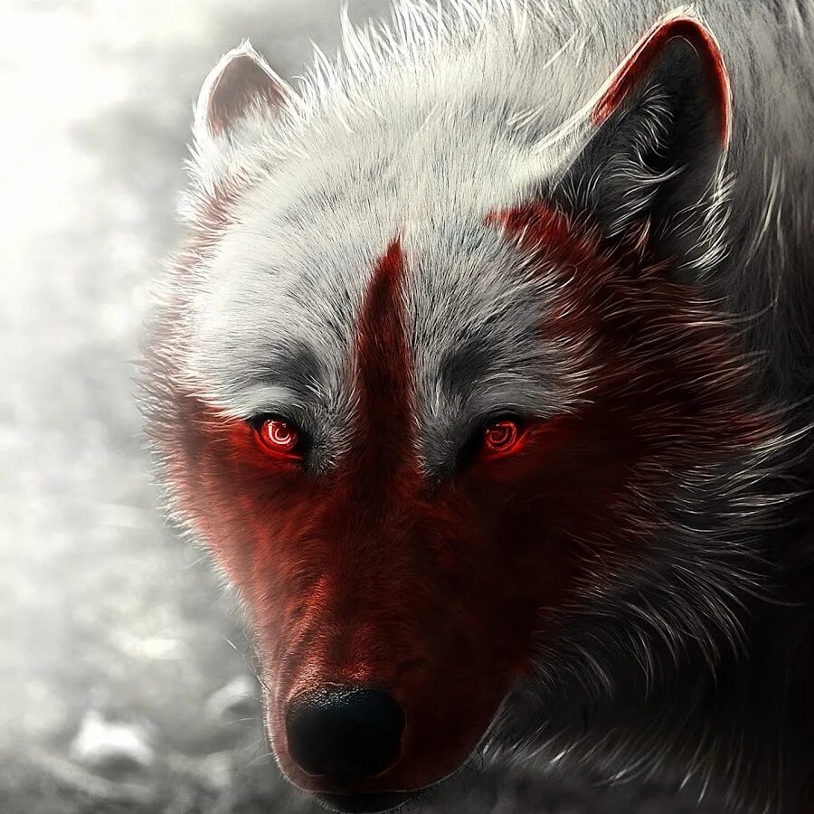 Beautiful Wolves : 画 像 Wolf dog, Beautiful wolves, Wolf photos