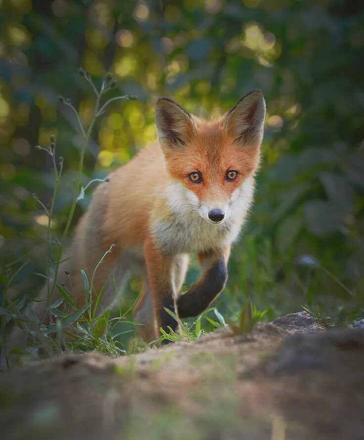 Мраморная лиса (marble fox). Белый лис с черными пятнами. Лисенок рыжий с белым. Бакурианская лиса. Помски белый.