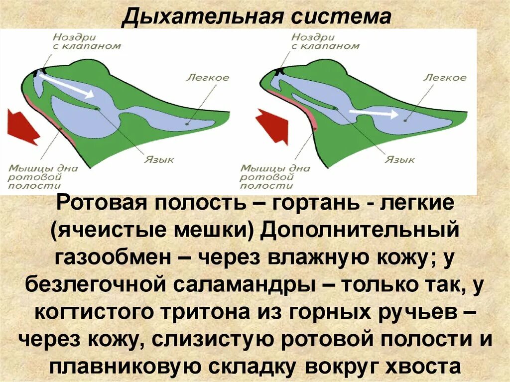 Функции дыхания у взрослых земноводных. Система дыхания земноводных. Дыхательная система лягушки. Строение дыхательной системы земноводных. Дыхательная система земноводных 7 класс биология.