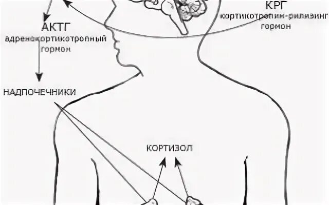 Адренокортикотропный гормон АКТГ повышен. Адренокортикотропный гормон стимулирует выработку гормонов. Адренокортикотропный гормон стимулирует функции. Адренокортикотропный гормон норма. Гормоны гипофиза актг