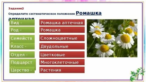 Систематические группы растений ромашка