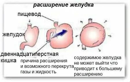 Операция желудок у собак