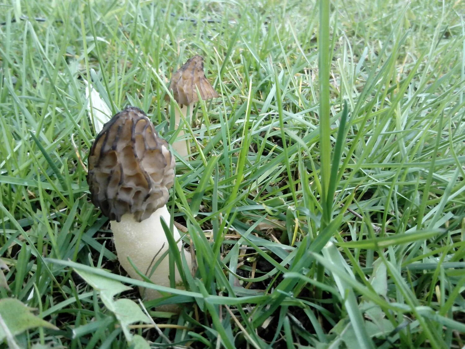 Ложные сморчки фото. Ложные сморчки. Ложные сморчки грибы. Сморчок белый.