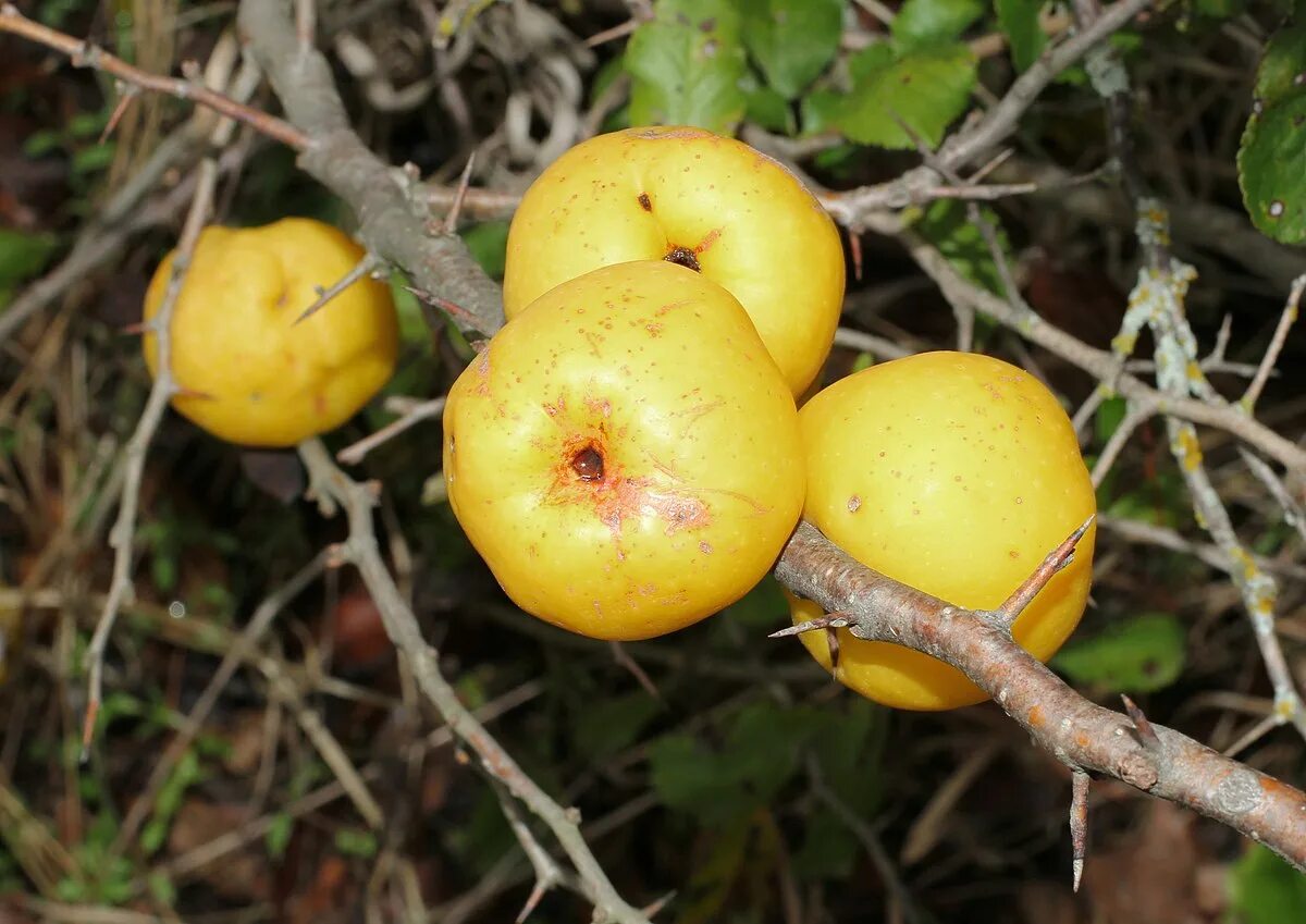 Айва японская плоды. Хеномелес Джапоника. Айва японская Chaenomeles japonica. Айва хеномелес плоды. Хеномелес японский плоды.