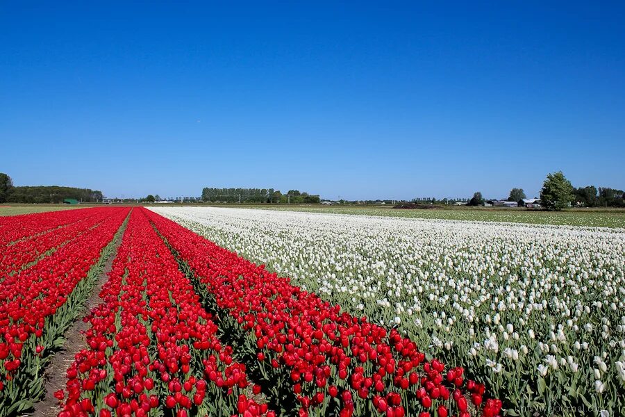 Где тюльпановые поля. Голландия тюльпановые поля белый. В Исландии тюльпановые поля. Тюльпановое поле в Гвардейском районе Калининградской области. Тюльпановые поля в Германии.