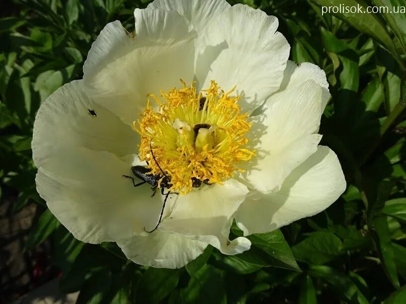Paeonia 'Moonrise' (Herbaceous Peony) Peonies, Paeonia lactiflora, Planting peon