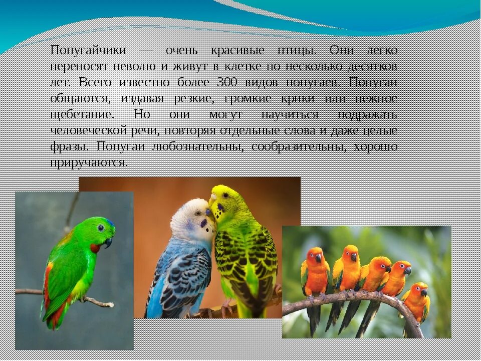 Окружающий мир рассказ о питомце 1 класс. Рассказ о попугае. Доклад про попугая. Волнистый попугай доклад. Животные живого уголка попугай.