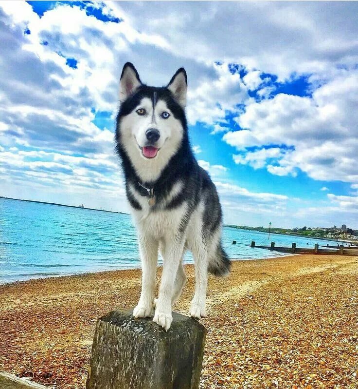 Собака с венком на голове. Сибирский хаски эстетика. Красивые собаки. Хаски взрослые. Хаски в лесу.