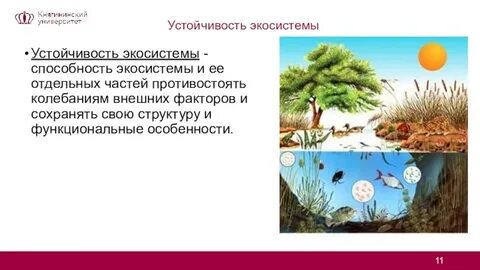Устойчивая экосистема