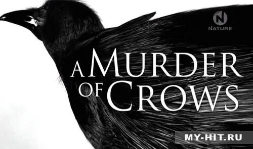 Клички ворон. Оден Скотт "стая Воронов". Murder of Crows. Murder of Crows movie poster. A Murder of Crows (1998) poster.