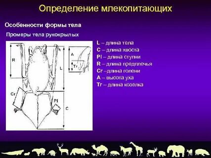 Методы учета мелких млекопитающих