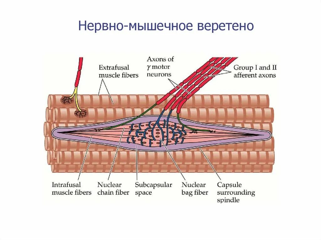 Иннервирует гладкие мышцы. Строение мышечного веретена. Нейромышечное Веретено строение. Нервно мышечное Веретено физиология. Рецепторы растяжения мышечные веретена.