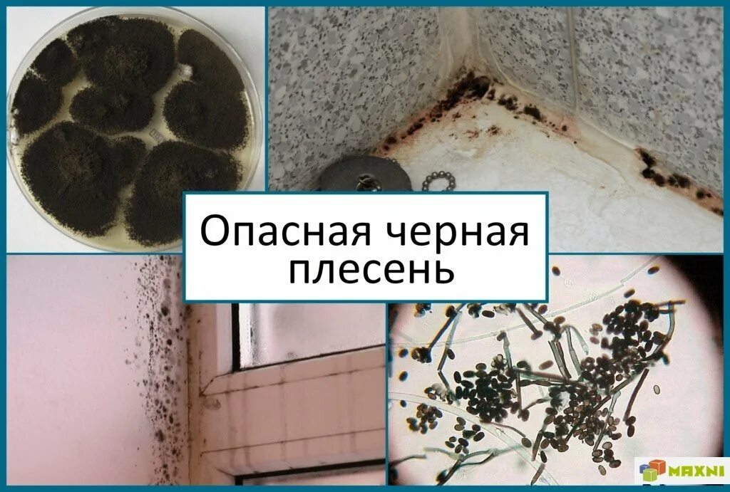 Как избежать плесени