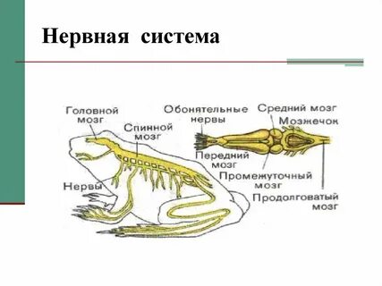 Нервная система животных состав