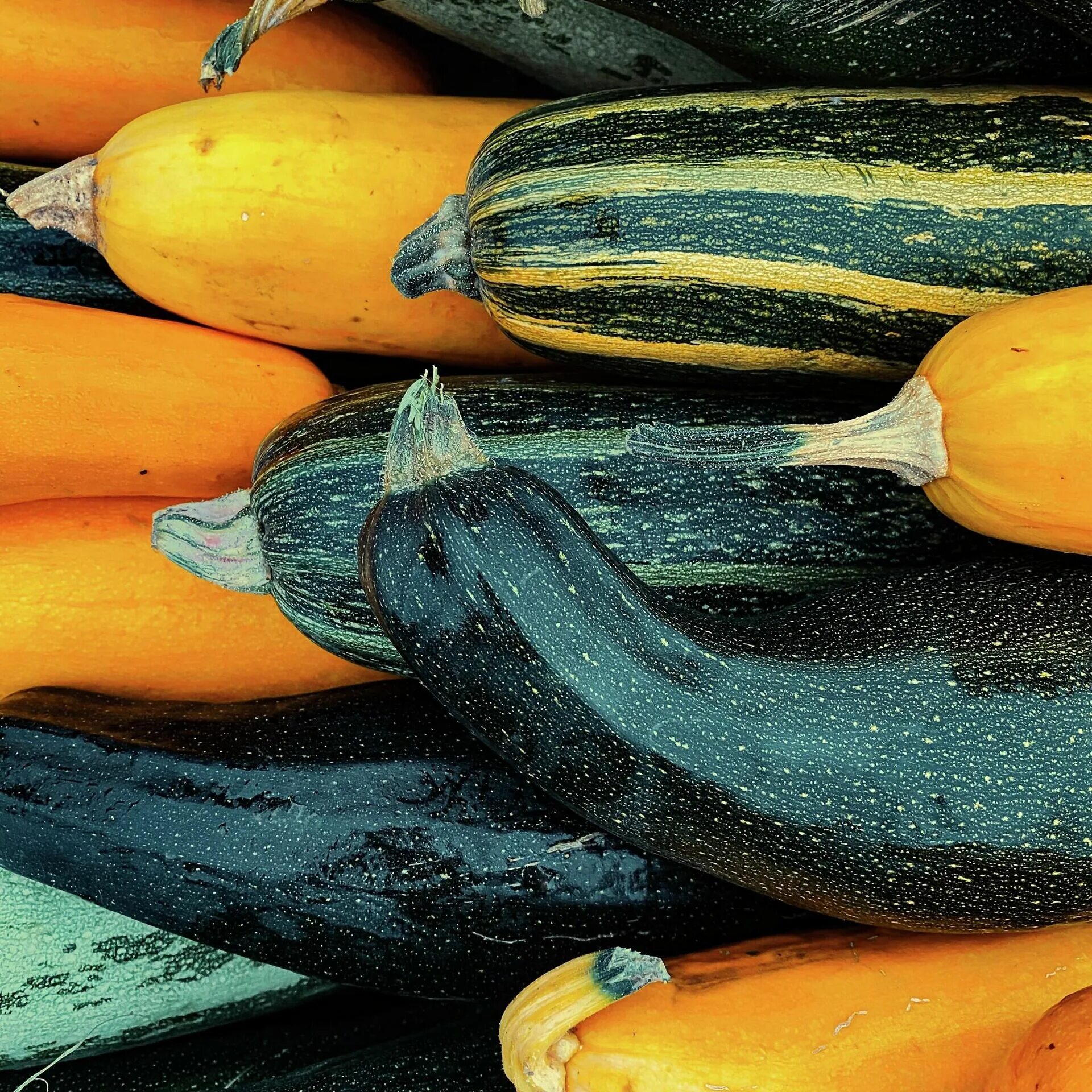 Цукини зеленый. Цукини ягода. Кабачок овощ. Плод цуккини. Цукини.