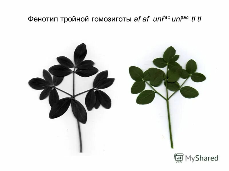 Фенотипы листа. Фенотипы листа. Фенотип растения пример. Фенотип цветка. Генотип и фенотип.