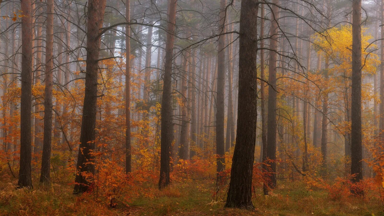 сосны осенью в лесу. сосновый бор осень природа кузбасса. сосновый бор алексин. хвойный лес в сосновом бору. сосны осенью в лесу.