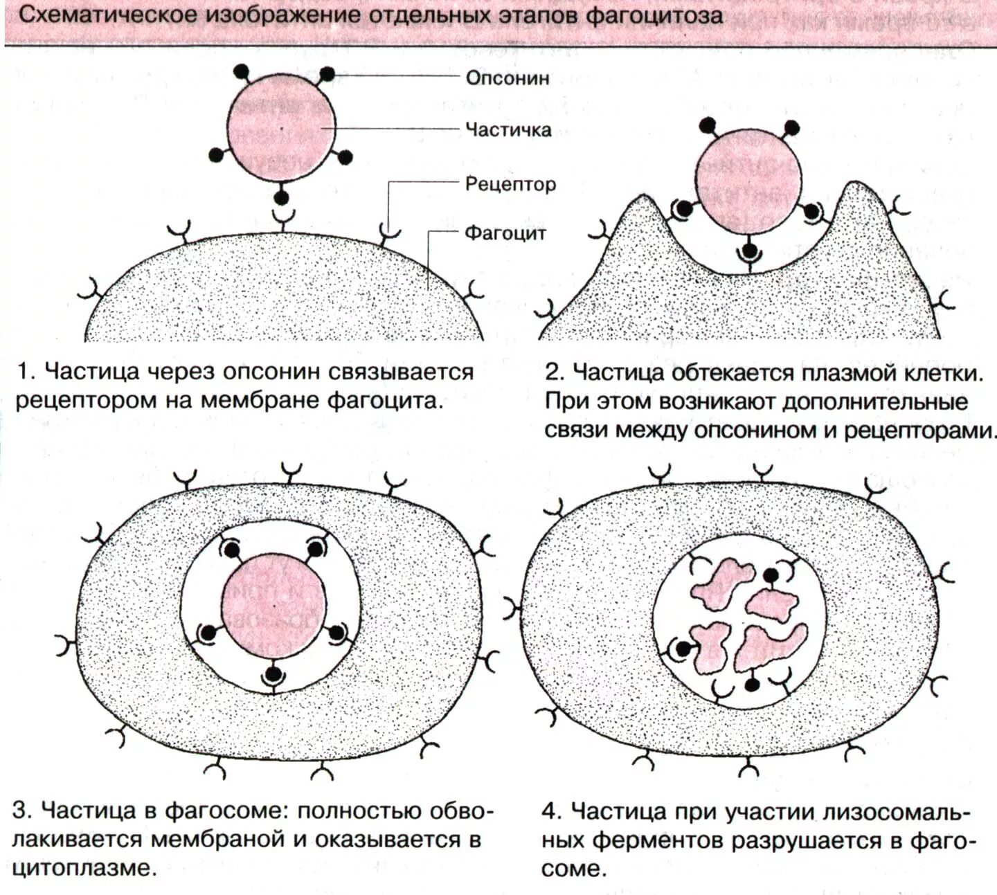 4 Стадии фагоцитоза иммунология. Фазы фагоцитоза схема. Стадии фагоцитоза активация мембраны. Этапы фагоцитоза схема.