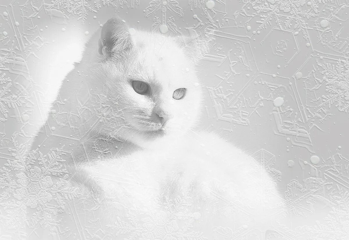 Белый кот в снегу. Кот в снегу. белый кот снежок. белый кот на белом снегу. белый котенок.