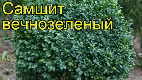 Валюта вечнозеленый