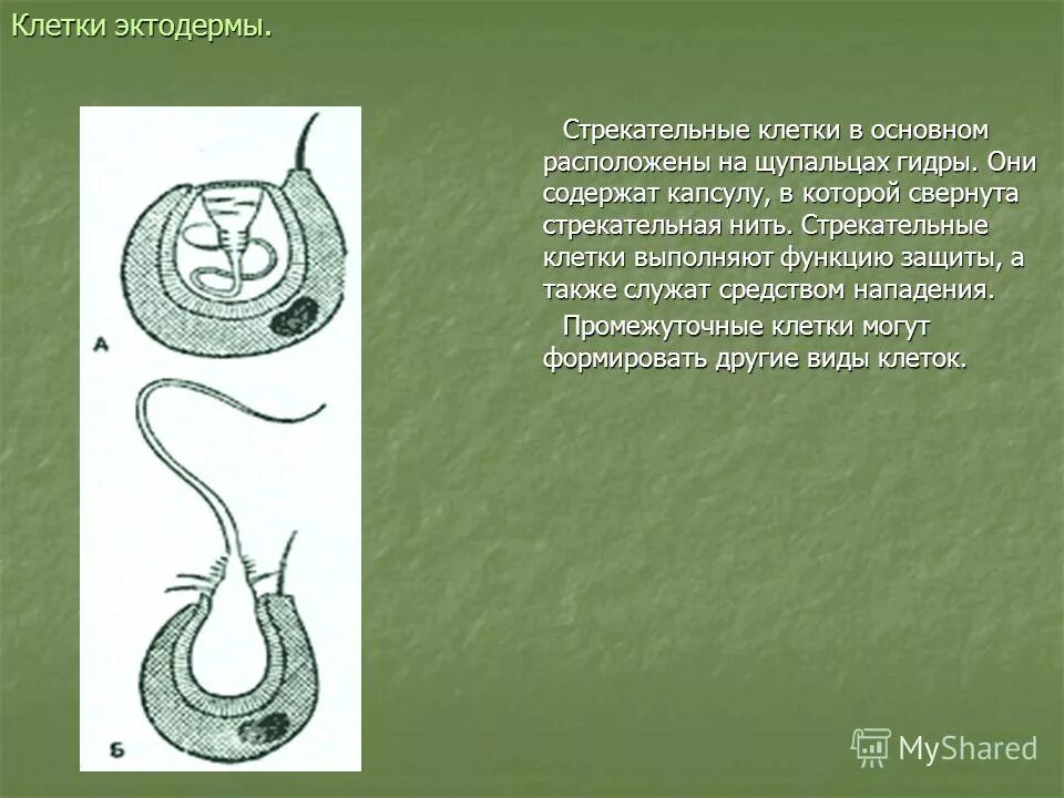 Стрекательные клетки находятся у гидры в. Стрекательная нить гидры. Стрекательные клетки. Стрекательные клетки расположены. Стрекательные клетки гидры.