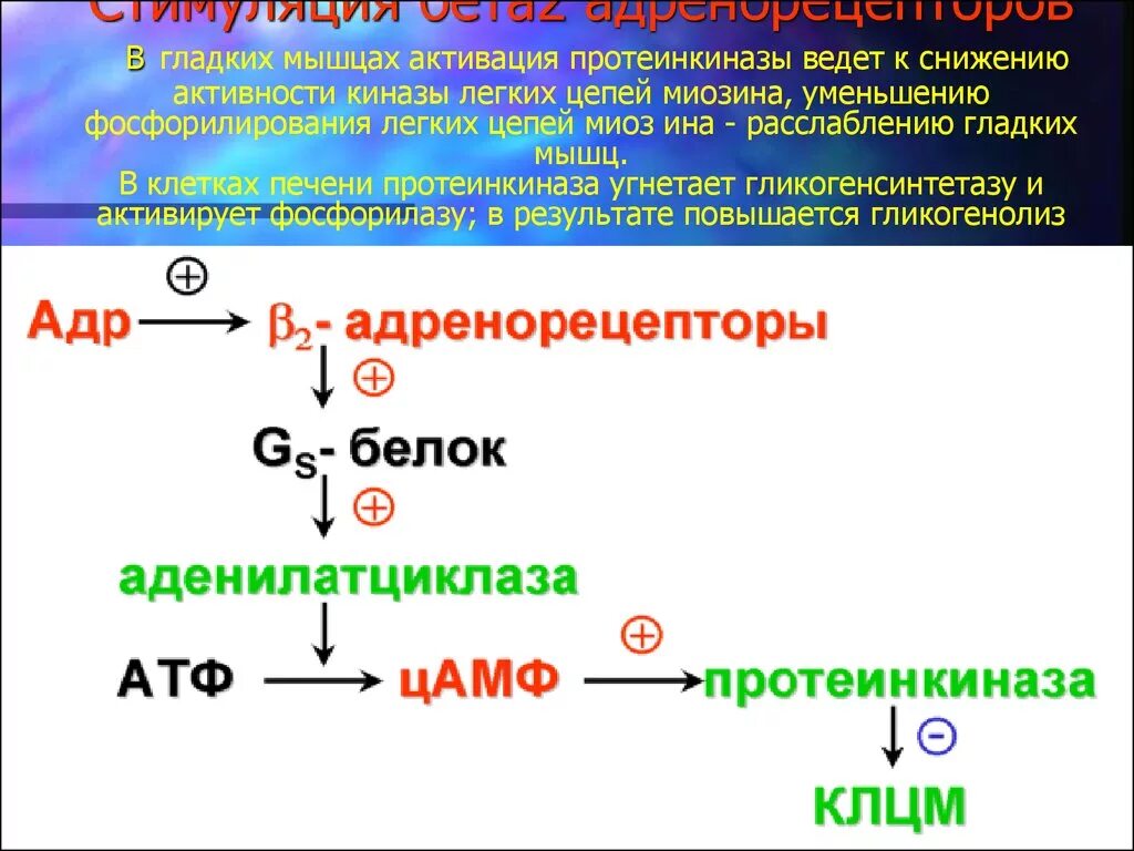 Активация Альфа 2 адренорецепторов. Активация бета 2 адренорецепторов. Бета2-адренорецепторов. Бета 2 адренергические рецепторы.