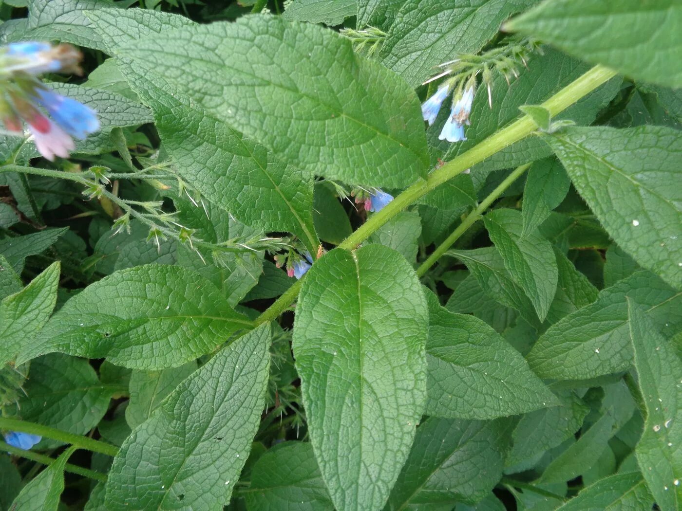Окопник (symphytum). Окопник (symphytum). Окопник сорняк. Голубые цветочки окопник. Окопник листья.