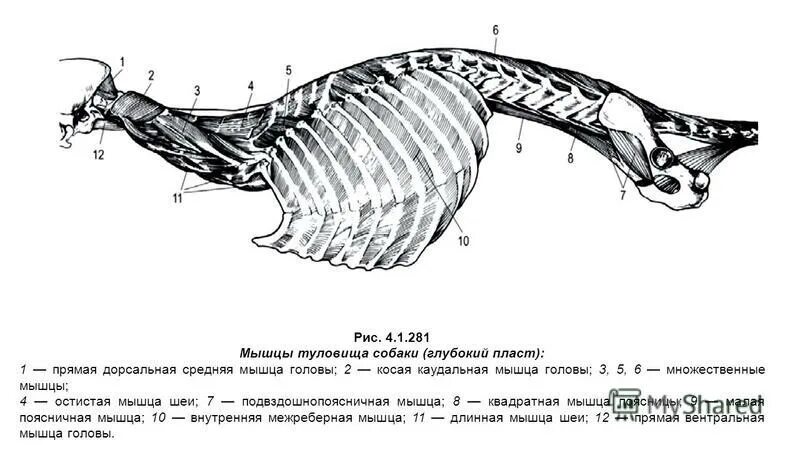 топография внутренних органов свиньи слева. мышцы грудной клетки животных. мышцы брюшной стенки животных. вентральные мышцы позвоночного столба у животных. мышцы грудной клетки животных.