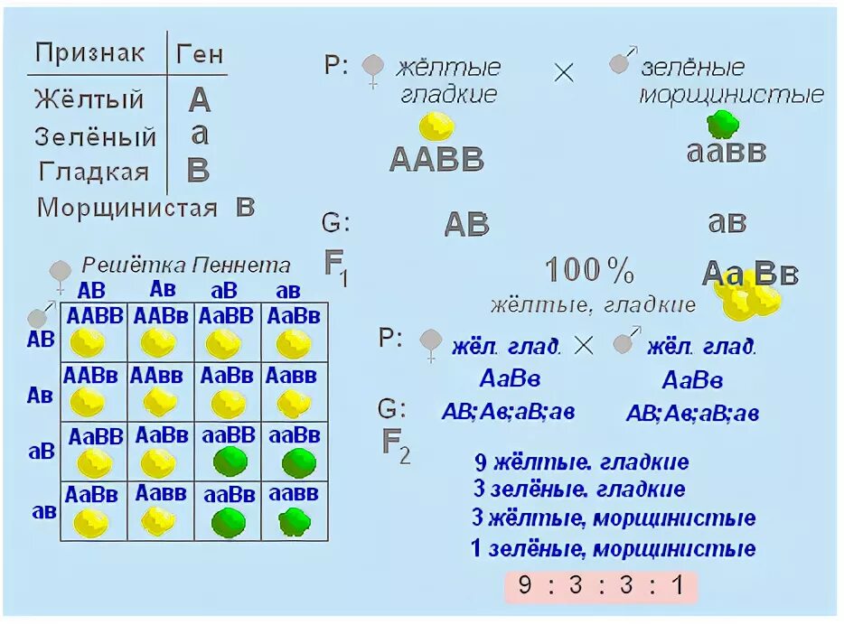 Решетка Пеннета 3 закон Менделя. Решетка Пеннета генотип. Независимое наследование решетка Пеннета. Решетка Пеннета дигибридное скрещивание.