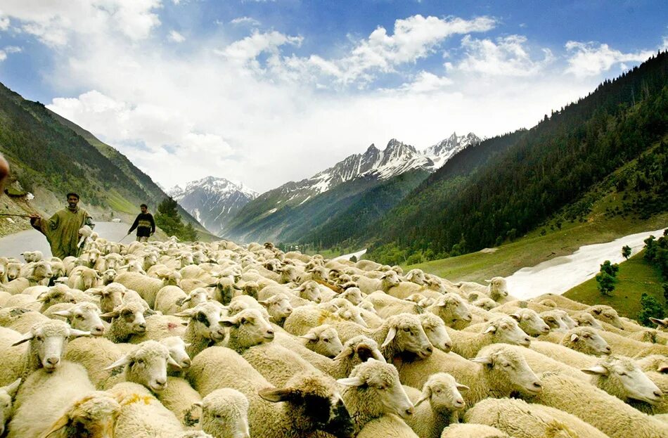 Пастухи гонят стадо. Отара овец и Чабан в горах Кавказа. Пастух Грузия. Овцы в горах. Пастбище в горах.