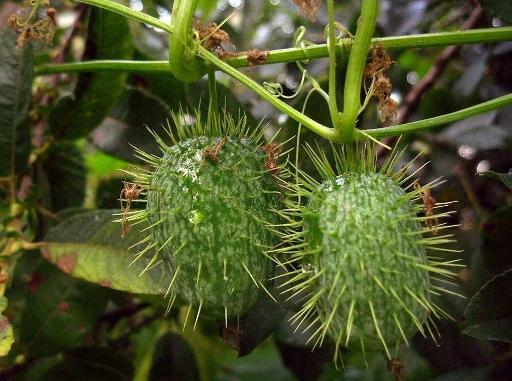Эхиноцистис лопастный (echinocýstis lobáta). Эхиноцистис. Эхиноцистис. Эхиноцистис. Эхиноцистис, колючеплодник.