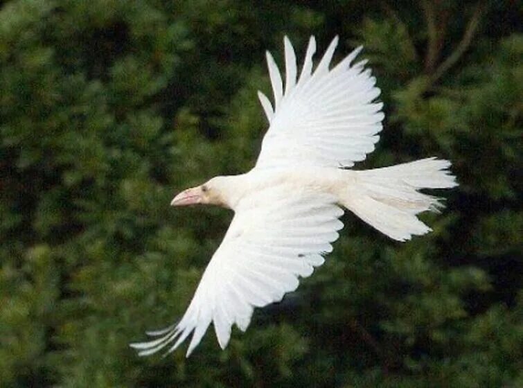 Птица объявится белая ворона. Ворона альбинос. Ворон альбинос. Белый ворон. Фото белой вороны.