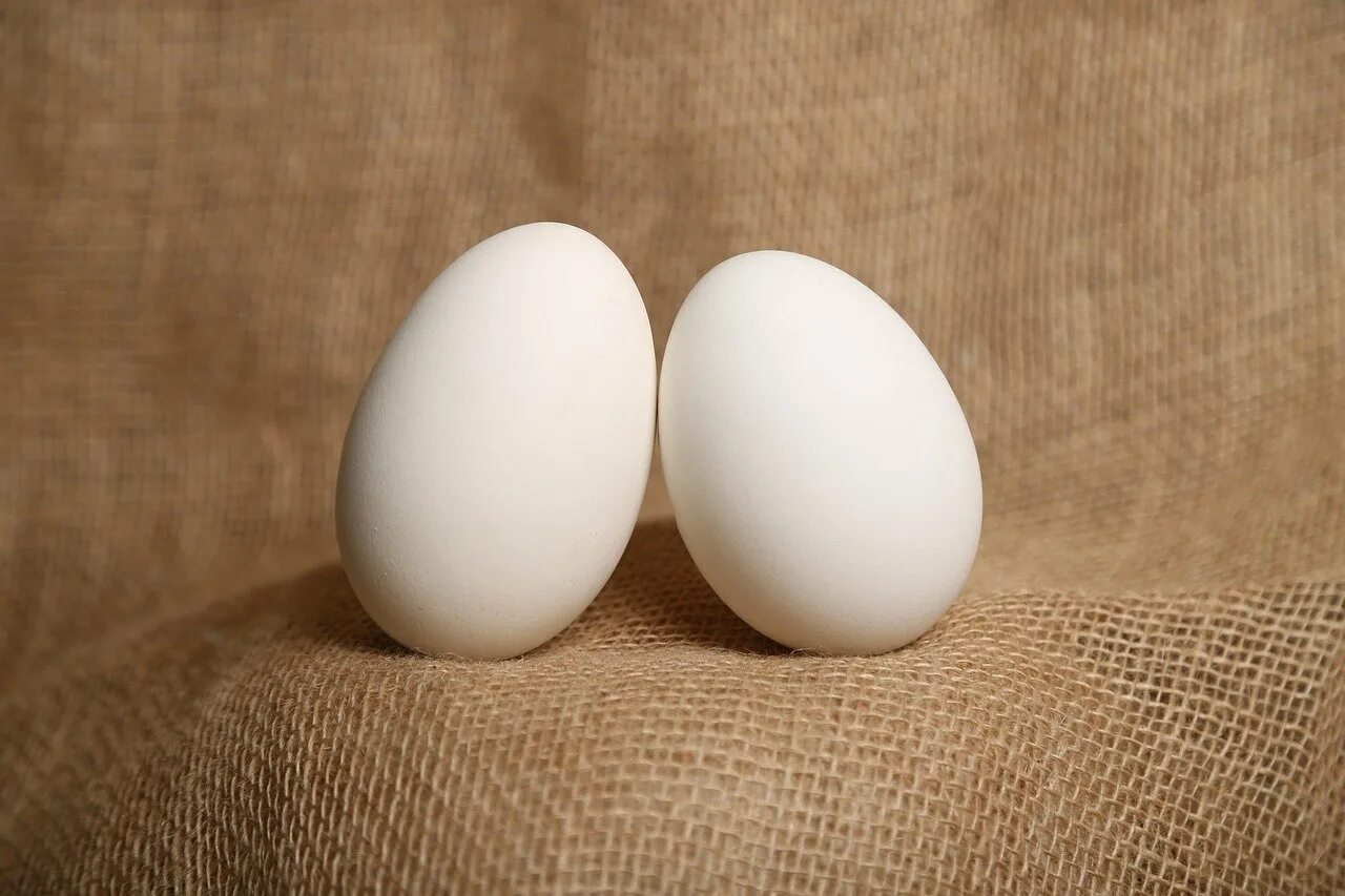 Яйцо. Утиные яйца. Яйцо куриное. Яйцо утки.