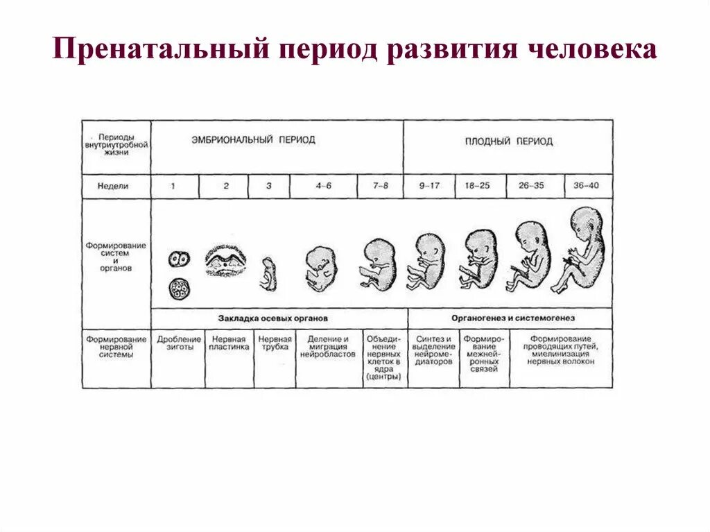 Онтогенез проверочная. Периоды пренатального развития человека. Периоды развития плода схема. Периоды внутриутробного развития схема. Периоды развития человека в онтогенезе.