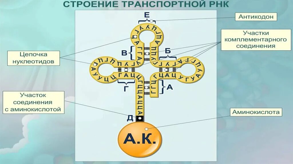 Строение транспортной РНК. Схема структуры РНК. Схема строения РНК С обозначениями. Строение ТРНК.