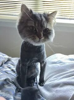 Бритый кот