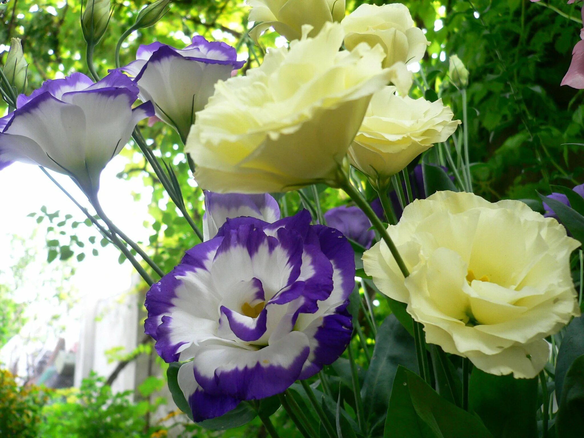 Какую землю любит эустома. Эустома лизиантус. эустома (lisianthus).