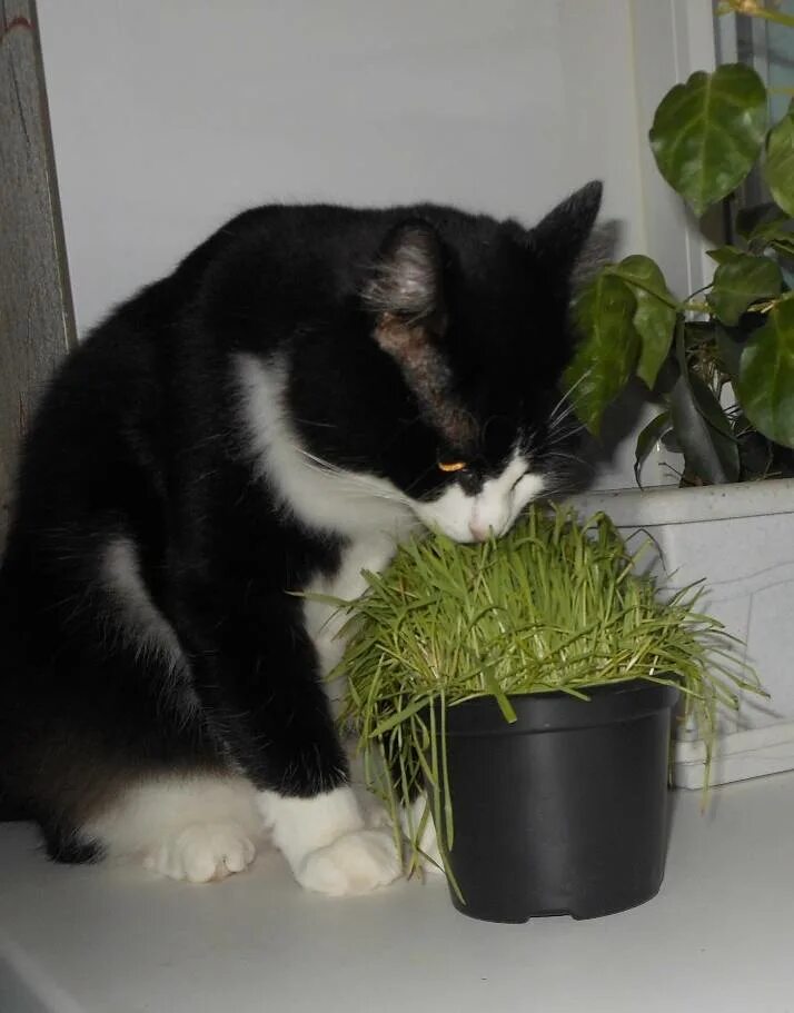 Как отучить кота