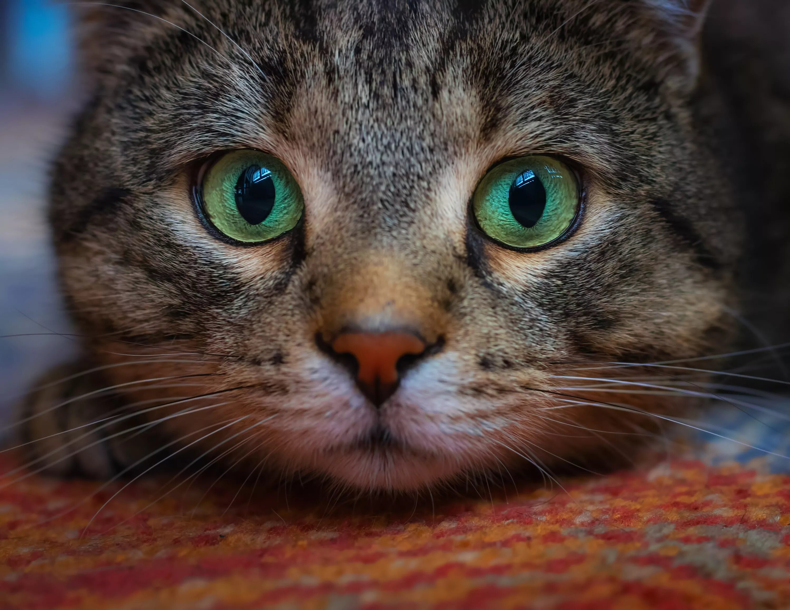Кошка мс. Кошка с зелеными глазами. Глаза кошки. Морда кота. Кошачья мордочка.