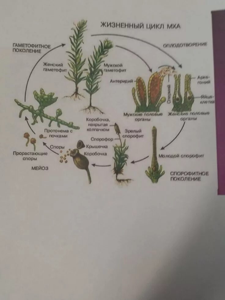 Цикл развития мхов 7 класс биология. Жизненный цикл мха гаметофит. Цикл развития мха с гаметофитами. Цикл развития мха сфагнума схема с описанием. Гаметофит вырастает из