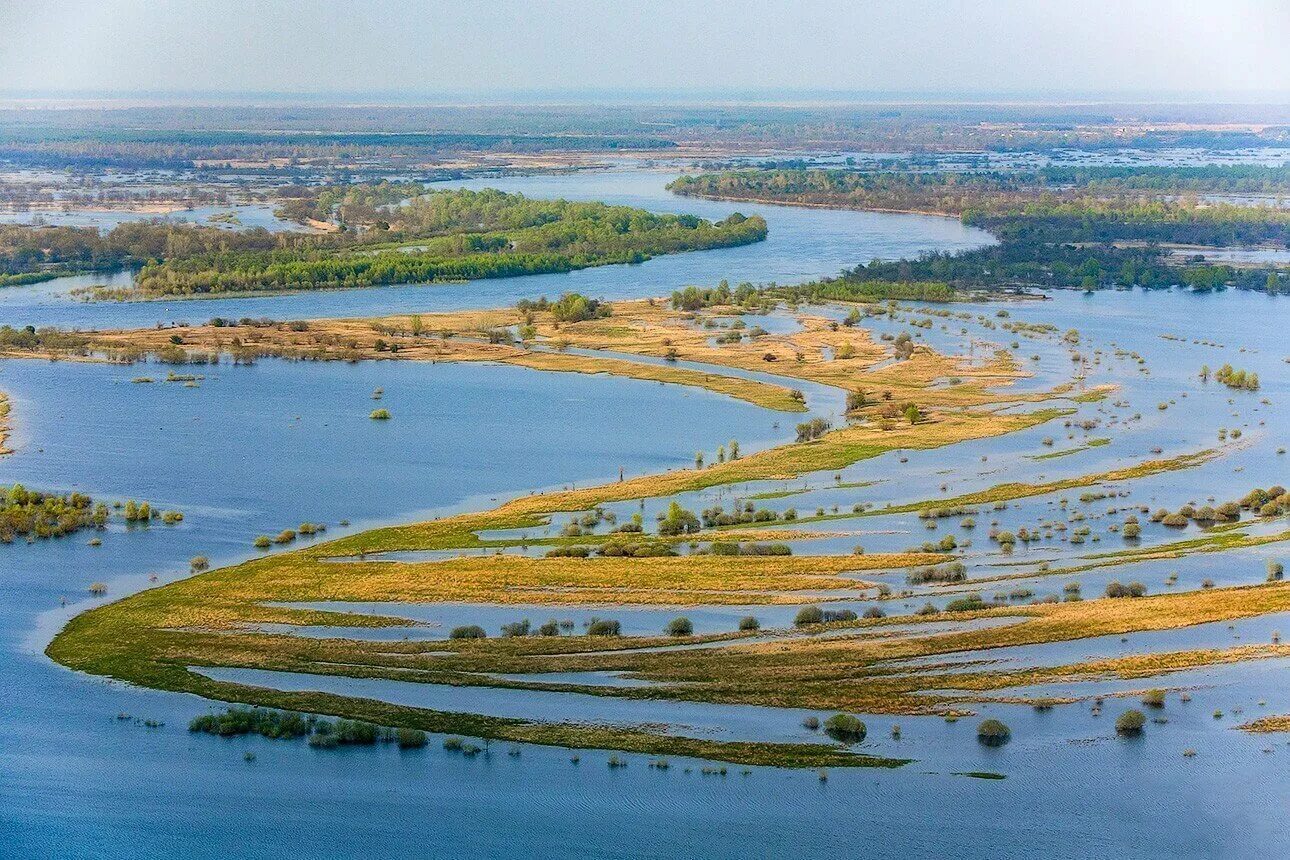 Припятский национальный парк Белоруссии. Река Припять в Беларуси. Припять (река) реки Белоруссии. Река Припять Пойма. Какие реки в белоруссии