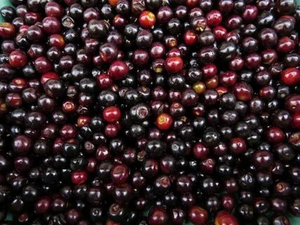 Black cherry