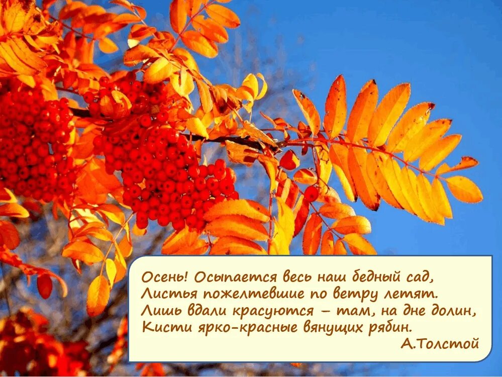 Красной кистью рябина стихотворение. Толстой осень обсыпается весь наш бедный сад. Толстой осень обсыпается весь. Толстой «осень, обсыпается наш бедный сад». Стих осень обсыпается весь наш бедный сад.