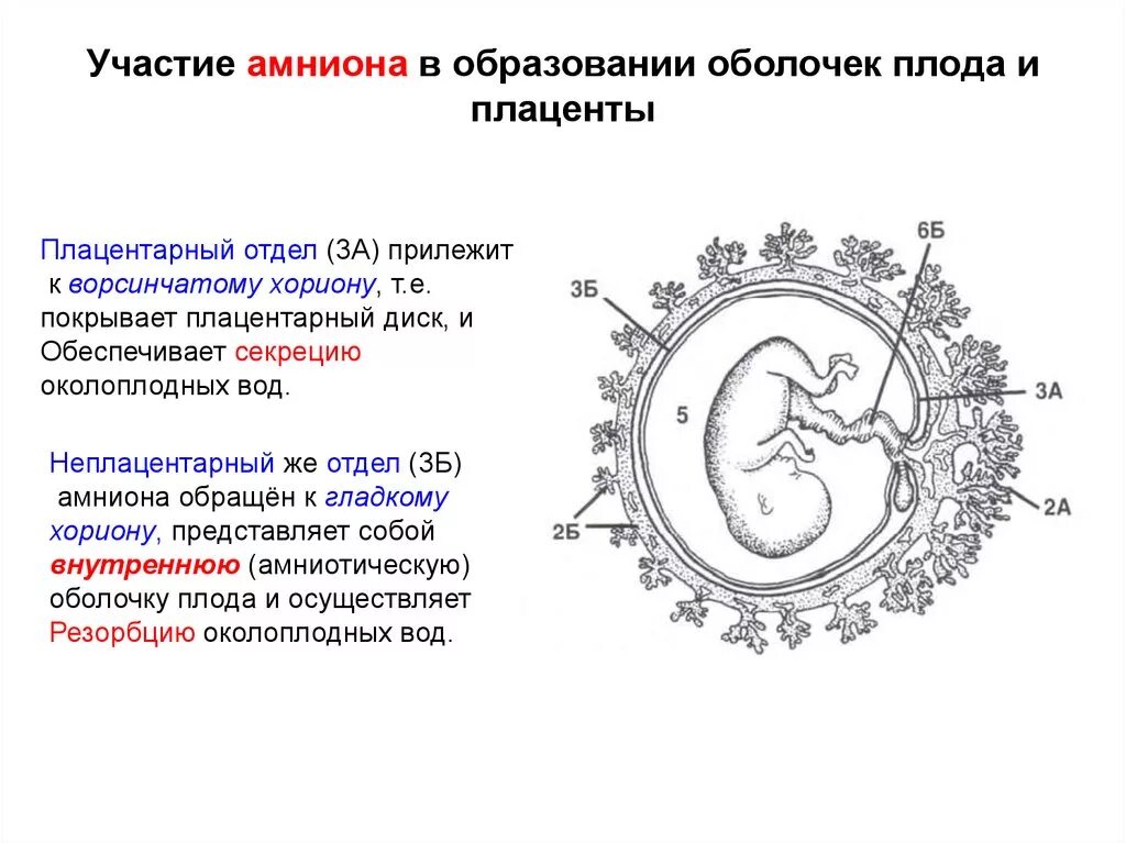 Оболочки плода амнион и хорион. Плацента амнион желточный мешок. Амниотическая оболочка плаценты. Хорион амниотический комплекс. Появление амниона и других зародышевых оболочек