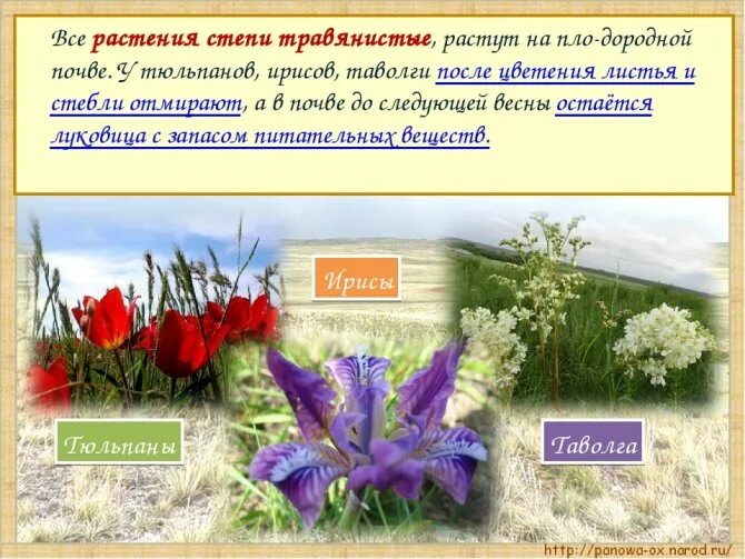 Растение степи 4 класс окружающий мир сообщение. Растения зоны степей 4 класс окружающий мир. растения степи презентация. растения степи доклад. сообщение о степной растительности.