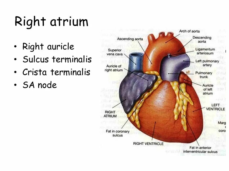 Cordis латынь. Atrium сердце. crista terminalis сердца анатомия латынь. сердце строение sulcus terminalis.